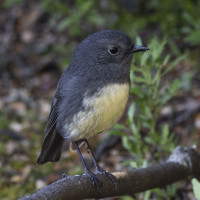 South Island Robin